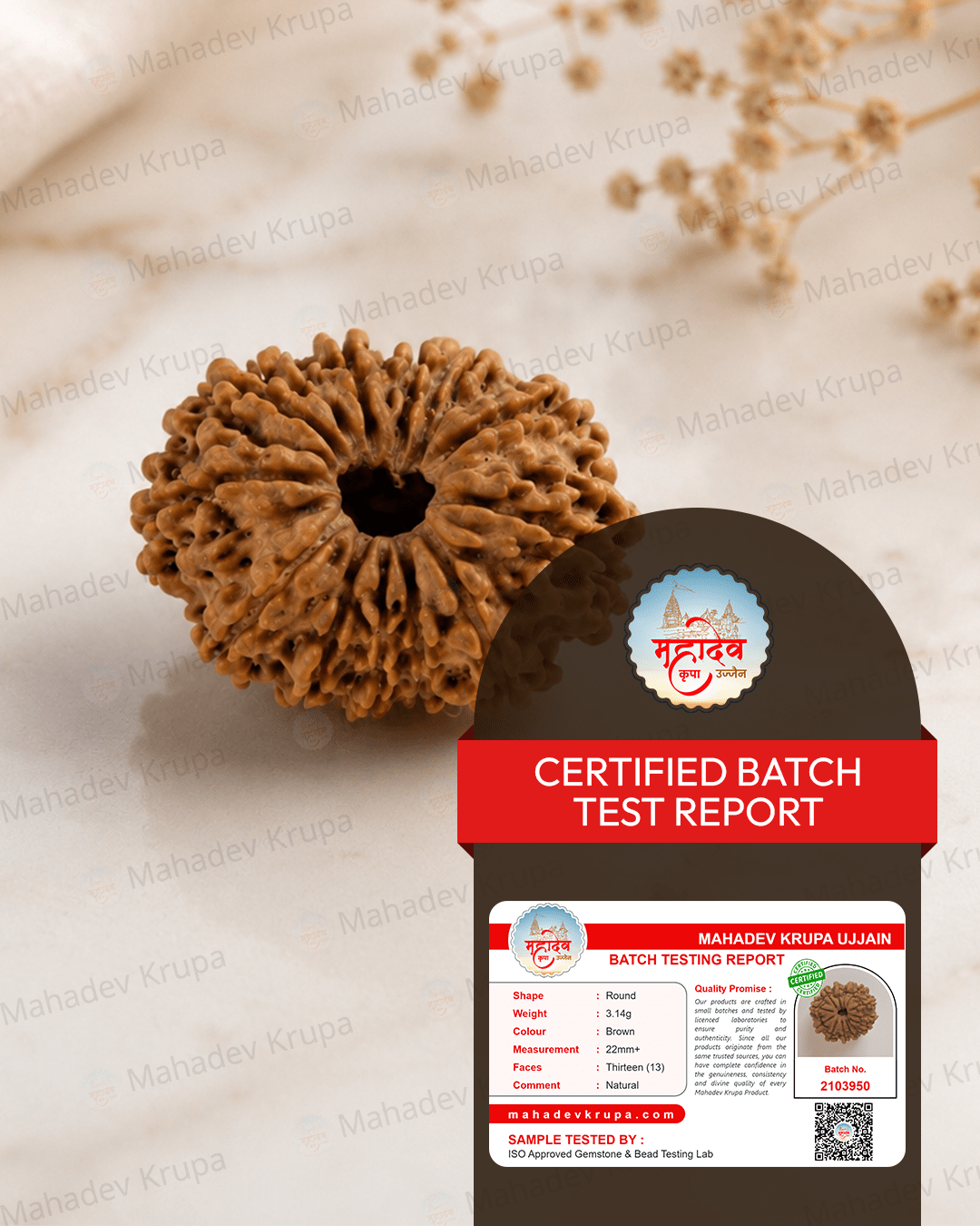13 Mukhi Rudraksha - Mahadev Krupa Ujjain