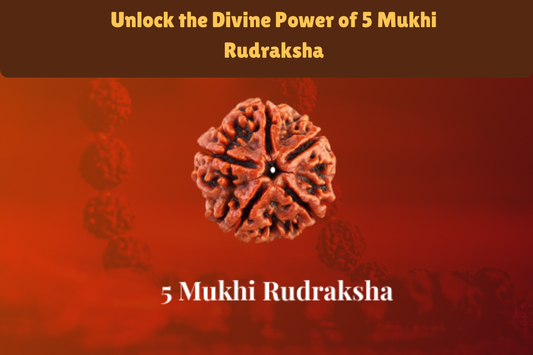 Power of 5 Mukhi Rudraksha