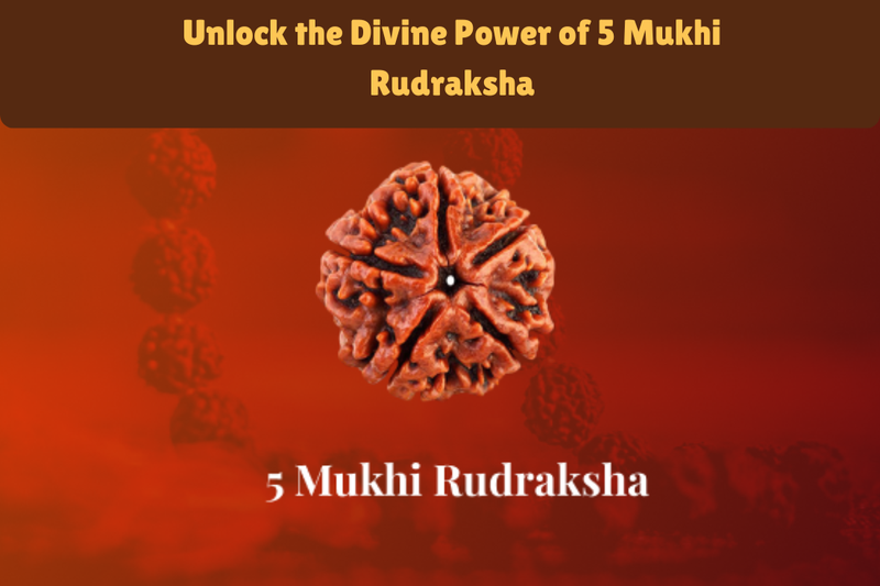 Power of 5 Mukhi Rudraksha