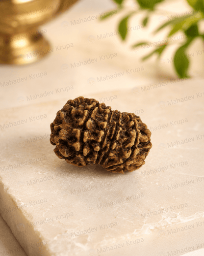 10 Mukhi Rudraksha - Mahadev Krupa Ujjain