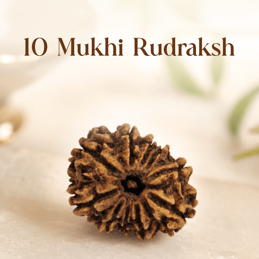 10 Mukhi Rudraksha - Mahadev Krupa Ujjain