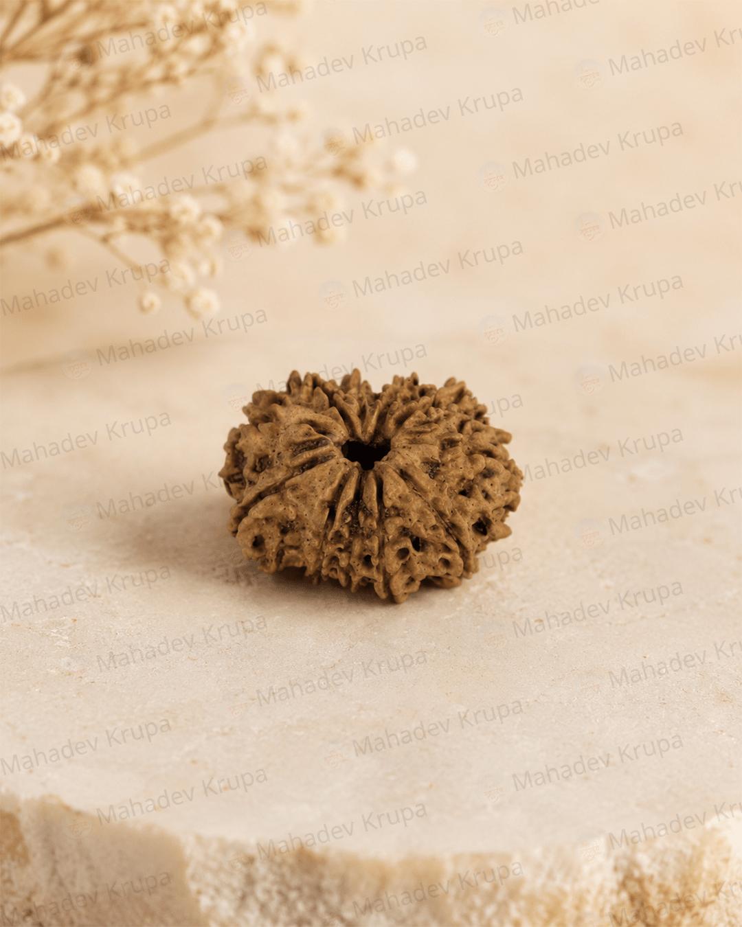 11 Mukhi Rudraksha - Mahadev Krupa Ujjain