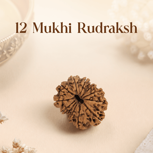 12 Mukhi Rudraksha - Mahadev Krupa Ujjain