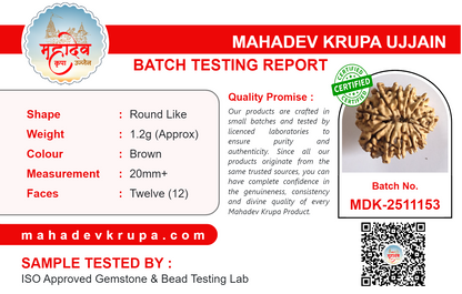 12 Mukhi Rudraksha