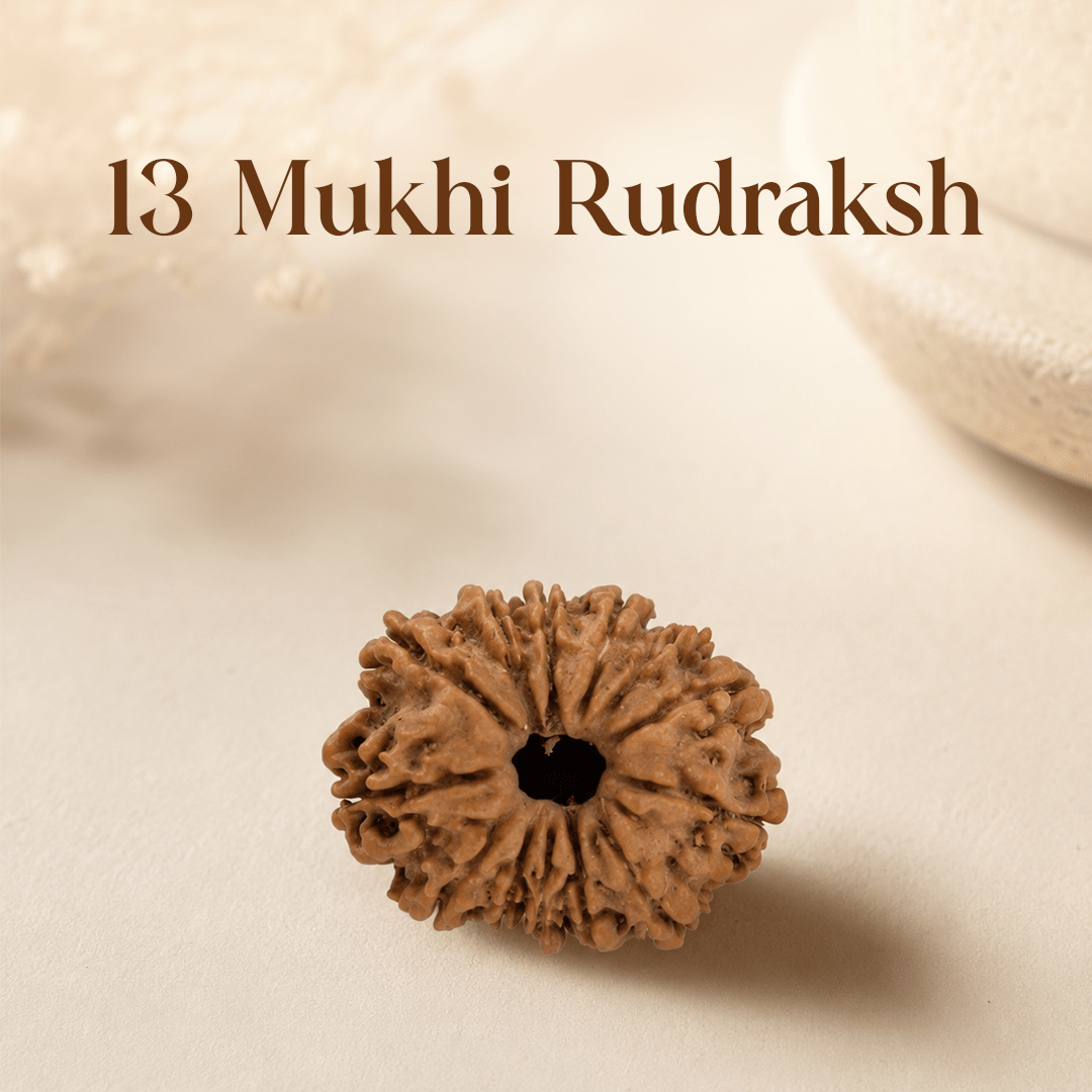 13 Mukhi Rudraksha - Mahadev Krupa Ujjain