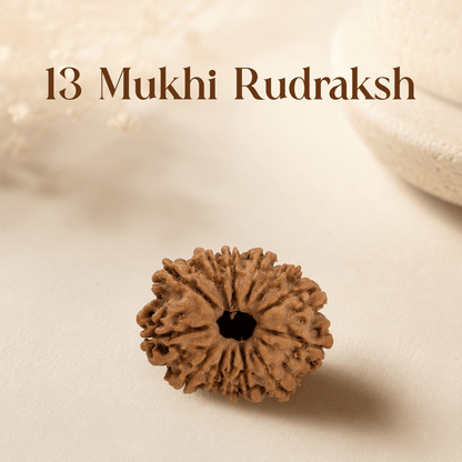 13 Mukhi Rudraksha - Mahadev Krupa Ujjain