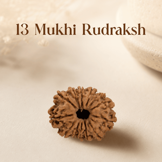 13 Mukhi Rudraksha - Mahadev Krupa Ujjain