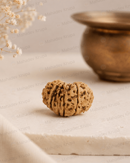 14 Mukhi Rudraksha - Mahadev Krupa Ujjain