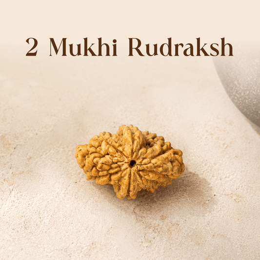 2 Mukhi Rudraksha - Mahadev Krupa Ujjain