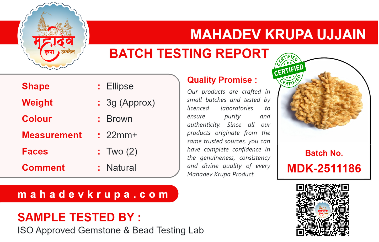 2 Mukhi Rudraksha