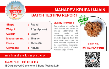 3 Mukhi Rudraksha