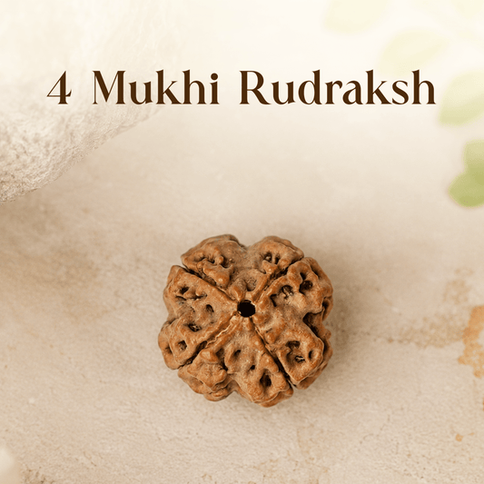 4 Mukhi Rudraksha - Mahadev Krupa Ujjain