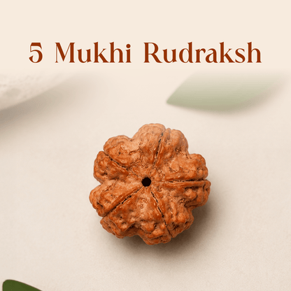 5 Mukhi Rudraksha - Mahadev Krupa Ujjain