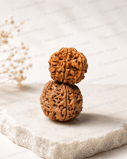 6 Mukhi Rudraksha - Mahadev Krupa Ujjain