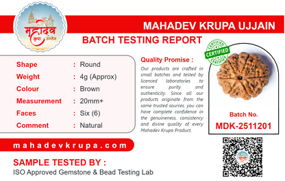 6 Mukhi Rudraksha