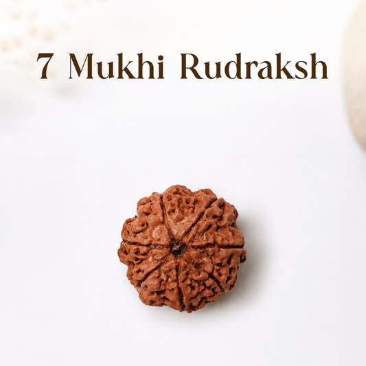 7 Mukhi Rudraksha - Mahadev Krupa Ujjain