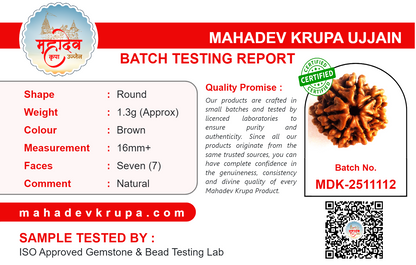 7 Mukhi Rudraksha