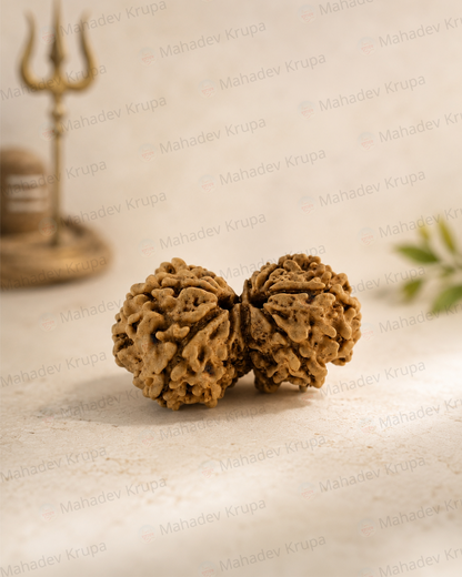 Gouri Shankar Rudraksha