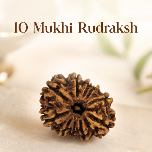 10 Mukhi Rudraksha
