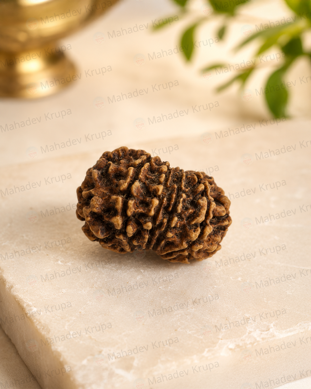 10 Mukhi Rudraksha