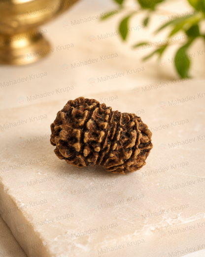 10 Mukhi Rudraksha