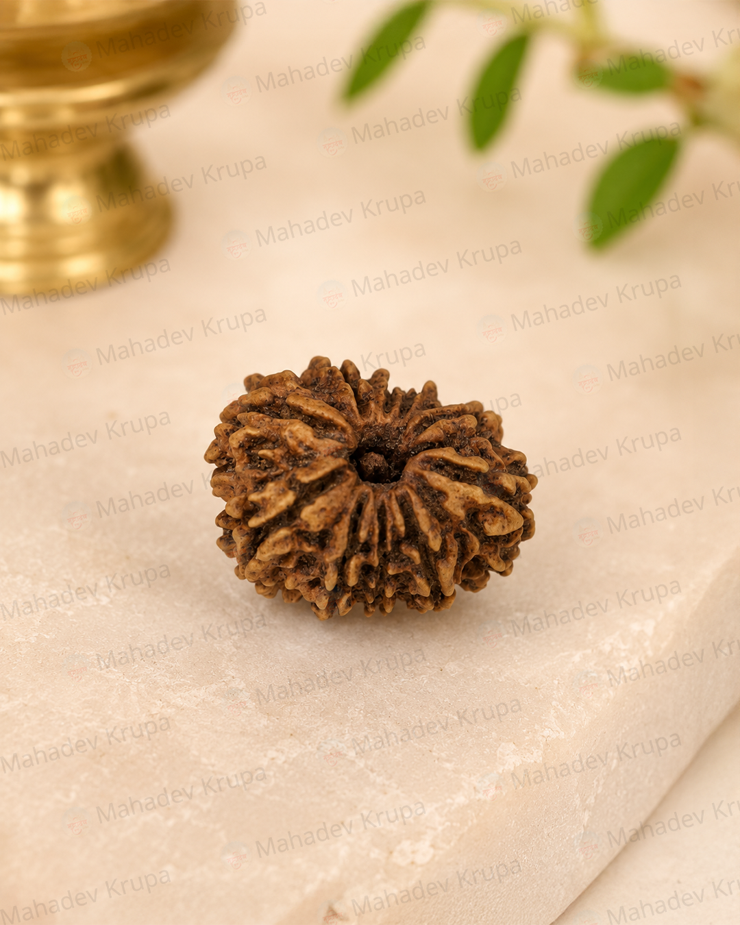 10 Mukhi Rudraksha