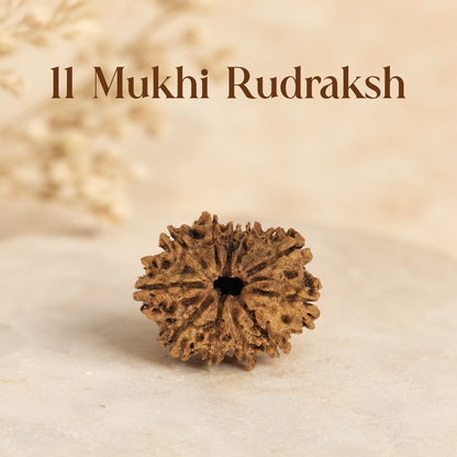 11 Mukhi Rudraksha