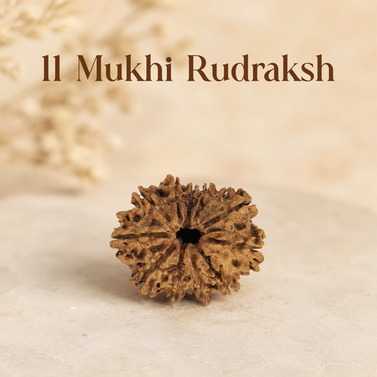 11 Mukhi Rudraksha