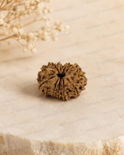 11 Mukhi Rudraksha