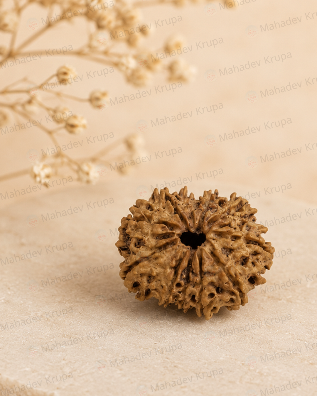 11 Mukhi Rudraksha