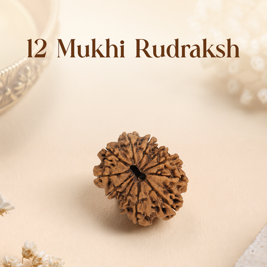 12 Mukhi Rudraksha