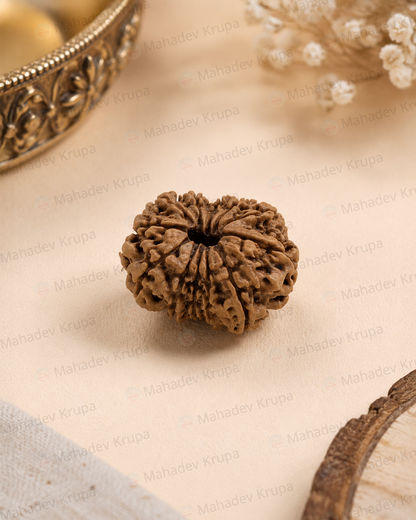 12 Mukhi Rudraksha