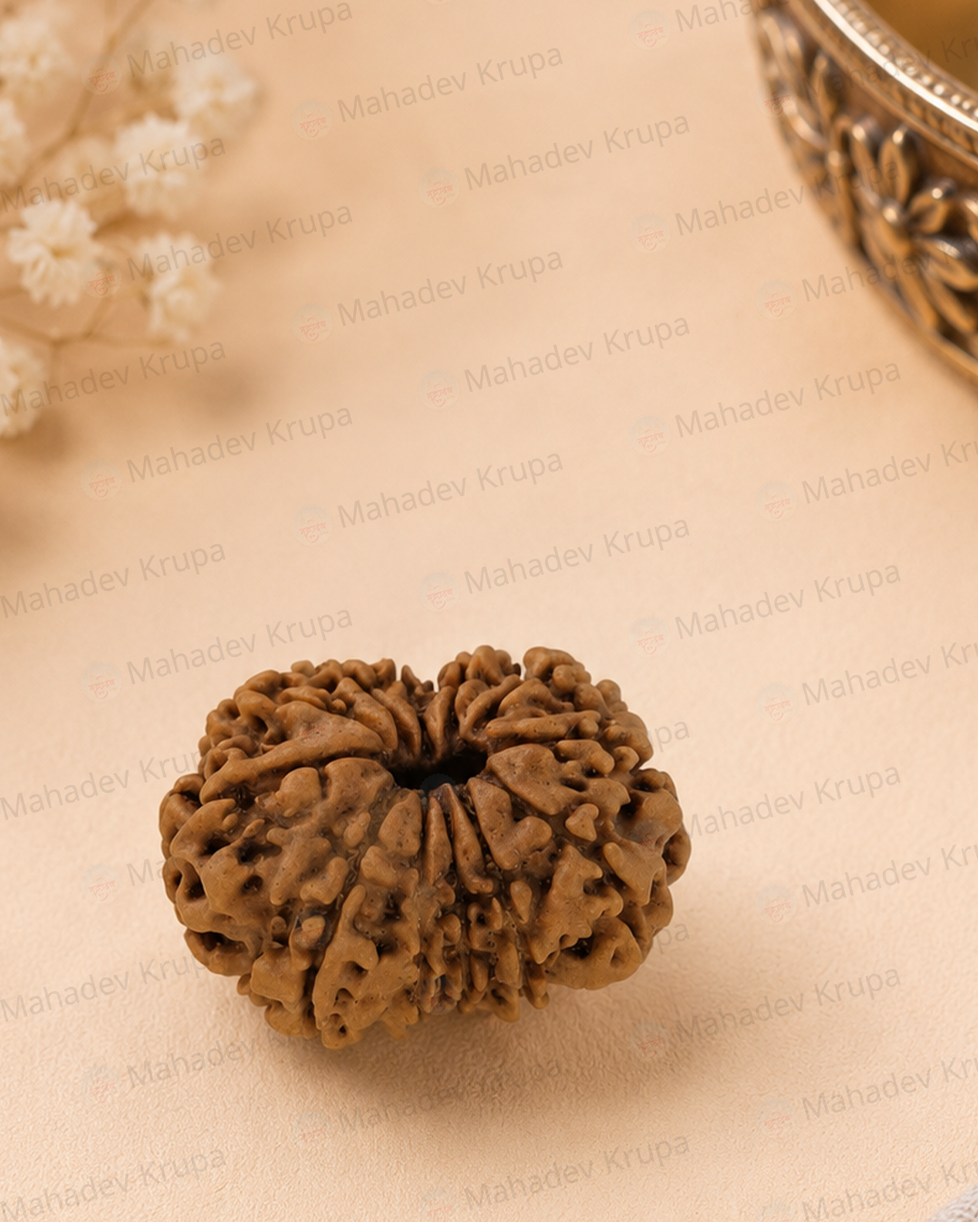 12 Mukhi Rudraksha