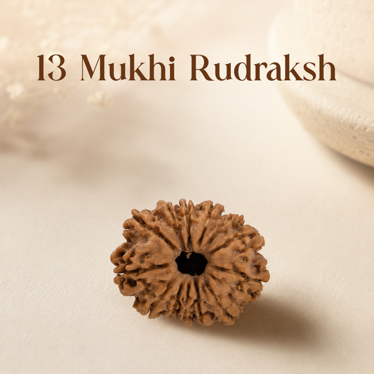 13 Mukhi Rudraksha