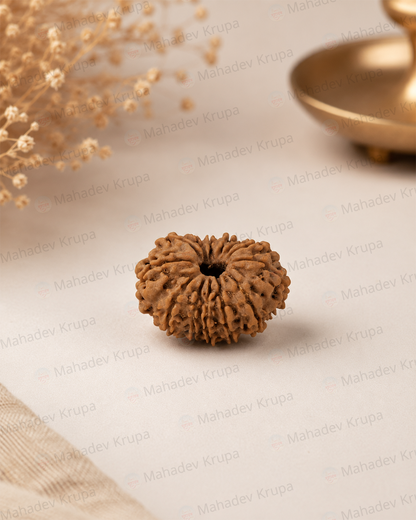 13 Mukhi Rudraksha