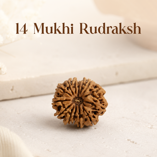 14 Mukhi Rudraksha