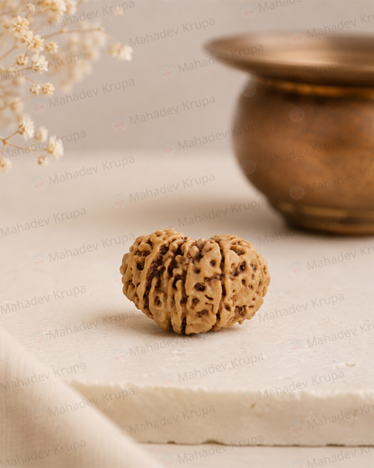 14 Mukhi Rudraksha