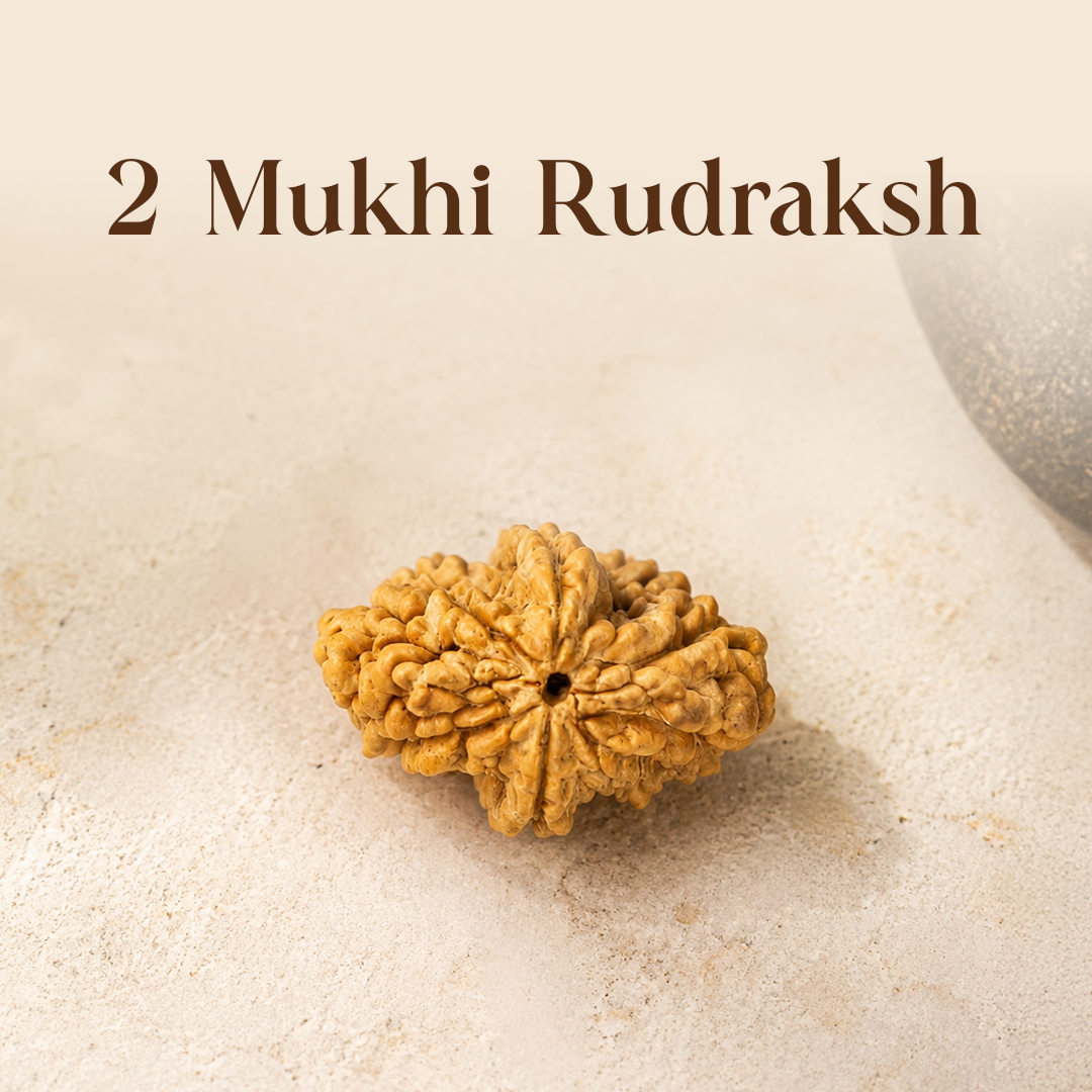 2 Mukhi Rudraksha