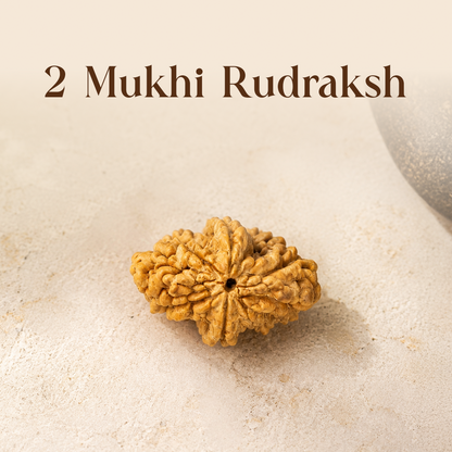 2 Mukhi Rudraksha