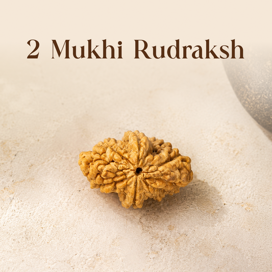 2 Mukhi Rudraksha