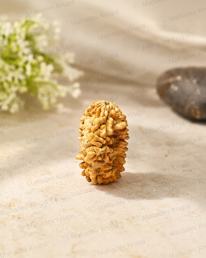 2 Mukhi Rudraksha