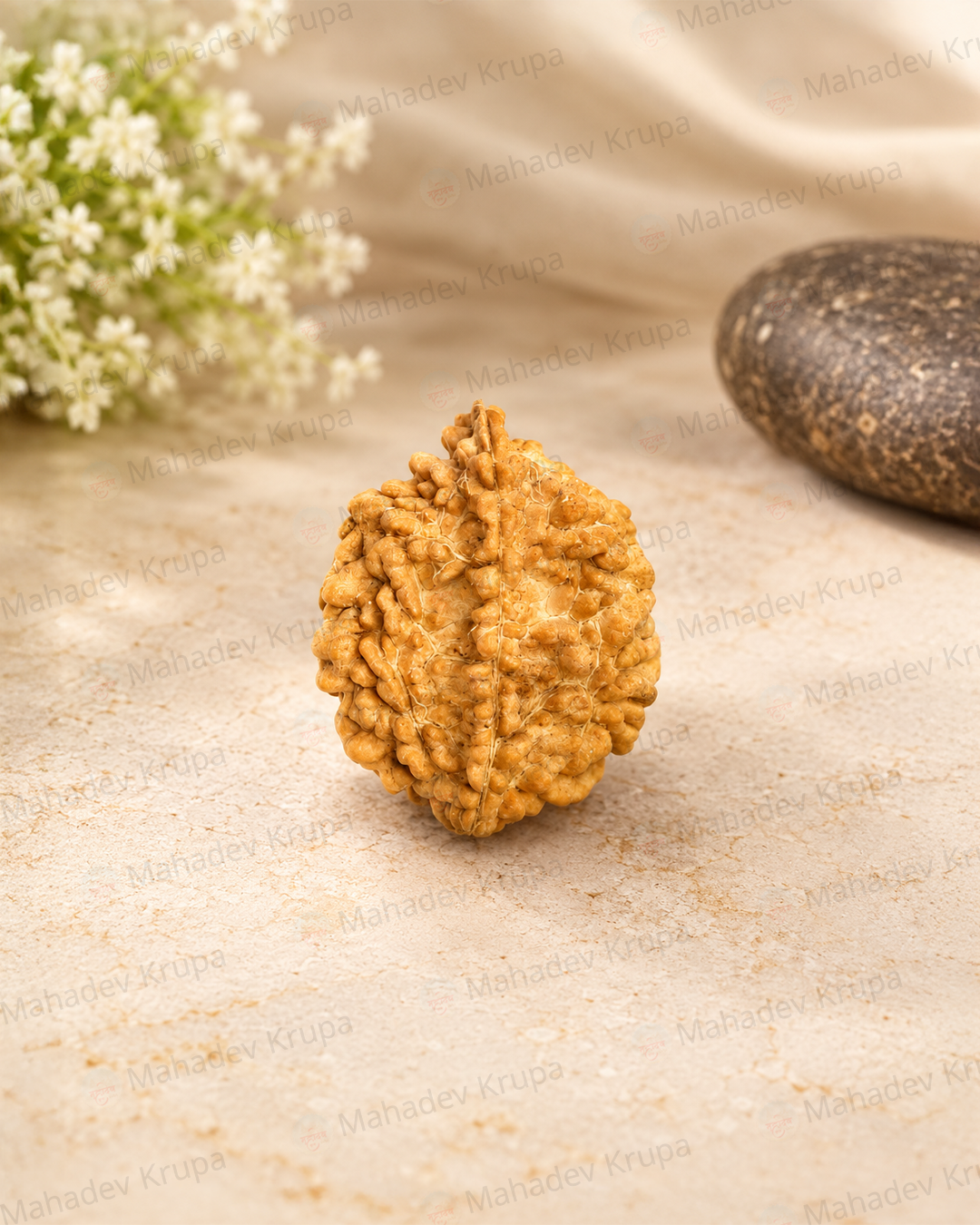 2 Mukhi Rudraksha