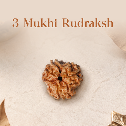 3 Mukhi Rudraksha
