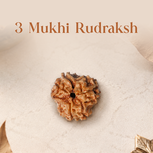 3 Mukhi Rudraksha