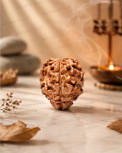 3 Mukhi Rudraksha