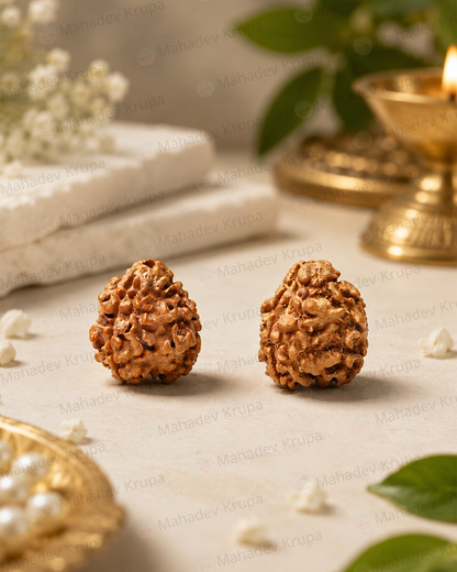 3 Mukhi Rudraksha