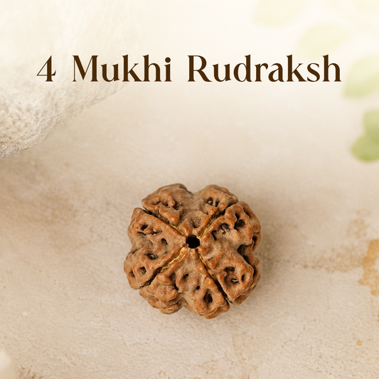 4 Mukhi Rudraksha