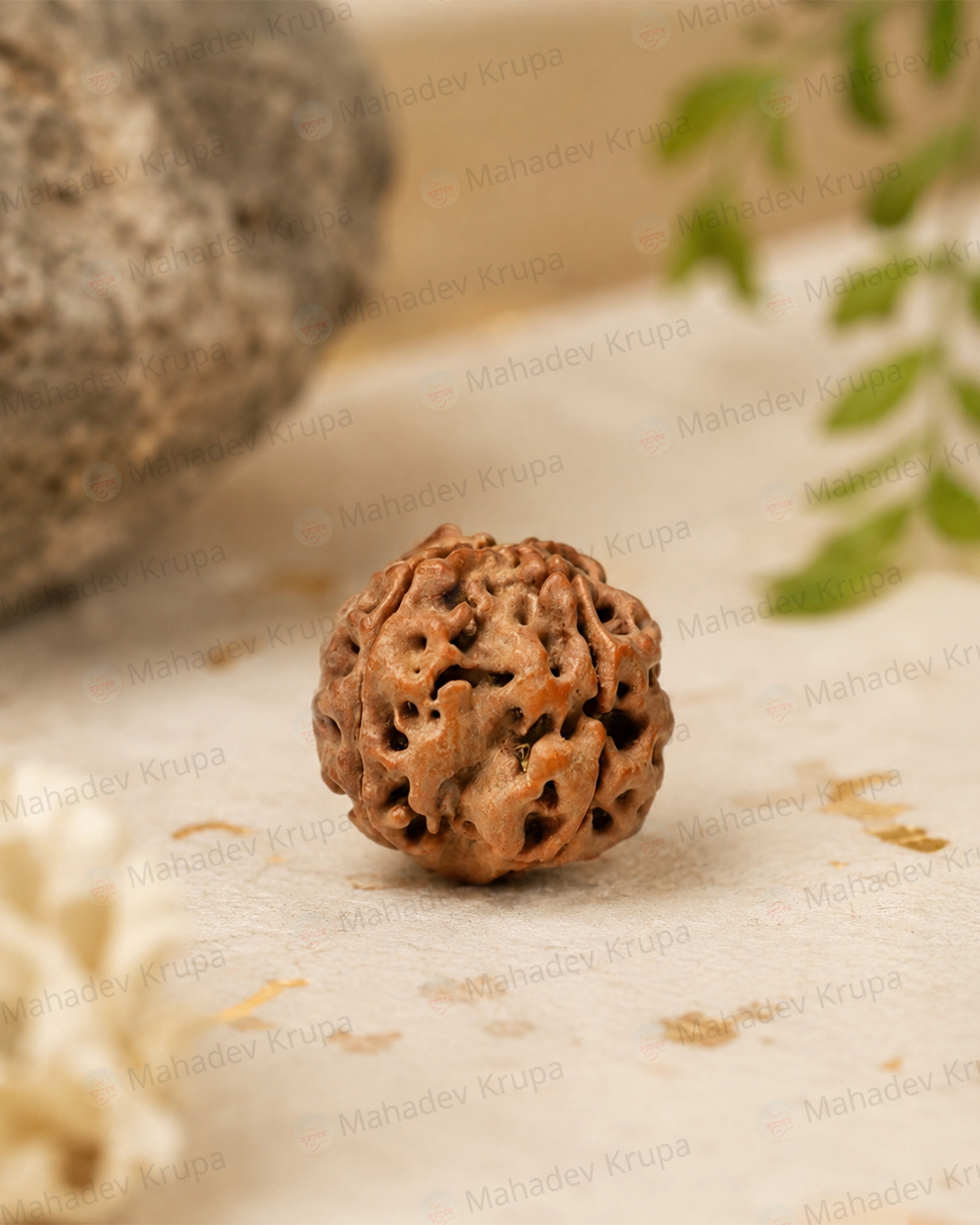 4 Mukhi Rudraksha