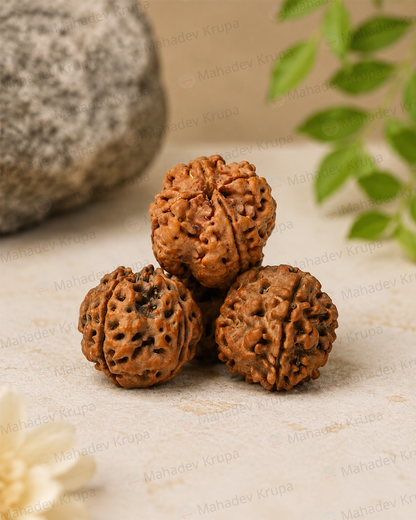 4 Mukhi Rudraksha