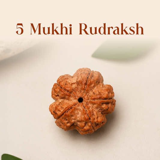 5 Mukhi Rudraksha